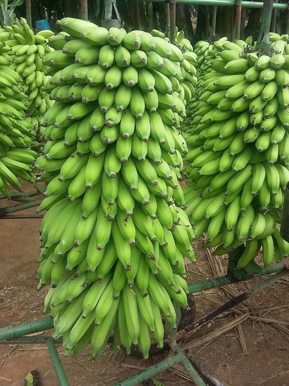 Banana é a fruta mais consumida no Brasil