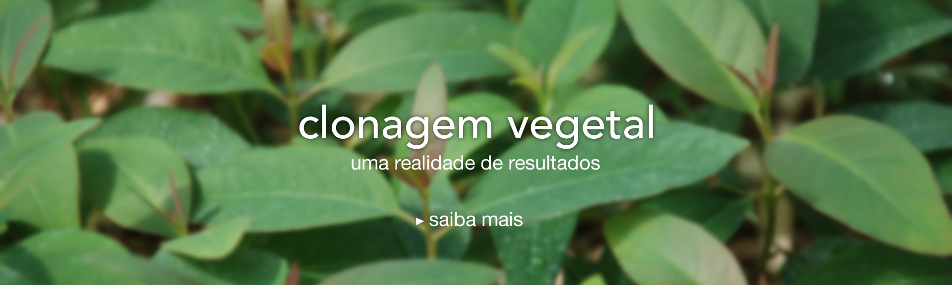 Clonagem Vegetal