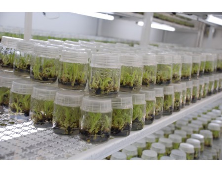 Bactérias reduzem custos de produção de mudas de banana Bactérias reduzem custos de produção de mudas de banana