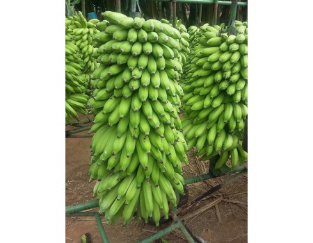 Banana é a fruta mais consumida no Brasil