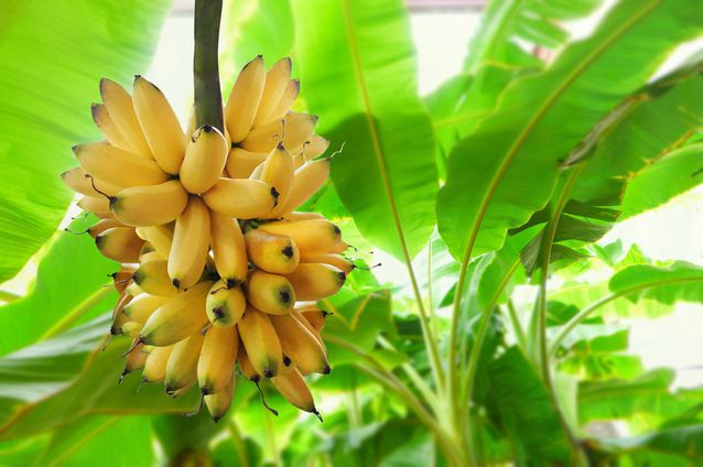 Exportação brasileira de banana cresce.